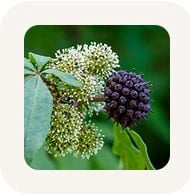 Eleuthero (Siberian Ginseng)