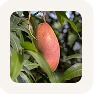 African Mango Seed