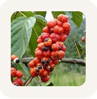 Guarana Seed